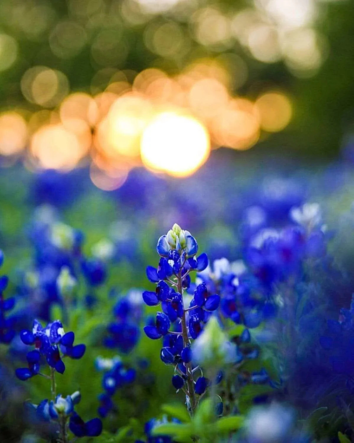 Texas Bluebonnet Jewelry at Regard Jewelry in Austin, Texas | Regard Jewelry